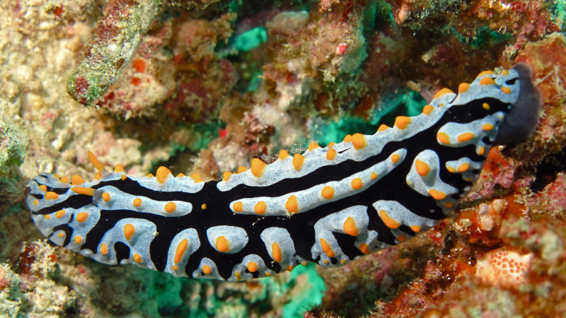 Illustration for article titled Striking Photographs Of Sea Slugs Expose The Alien World Under the Sea